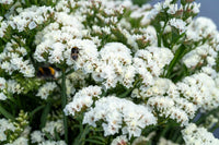 Limonium Sinuatum Iceberg Blumensamen zur Aussaat kompakt Wuchs Traditionssorte & ohne Gentechnik Samen Hausgarten