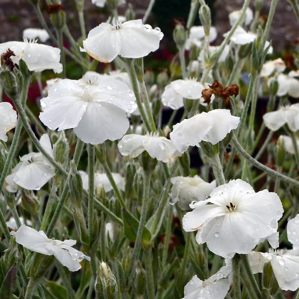 Weiß alba lychnis blume samen for anpflanzung pollinator friendly heirloom & gmo free samen for home garten
 
 sale samen for home garten anpflanzung