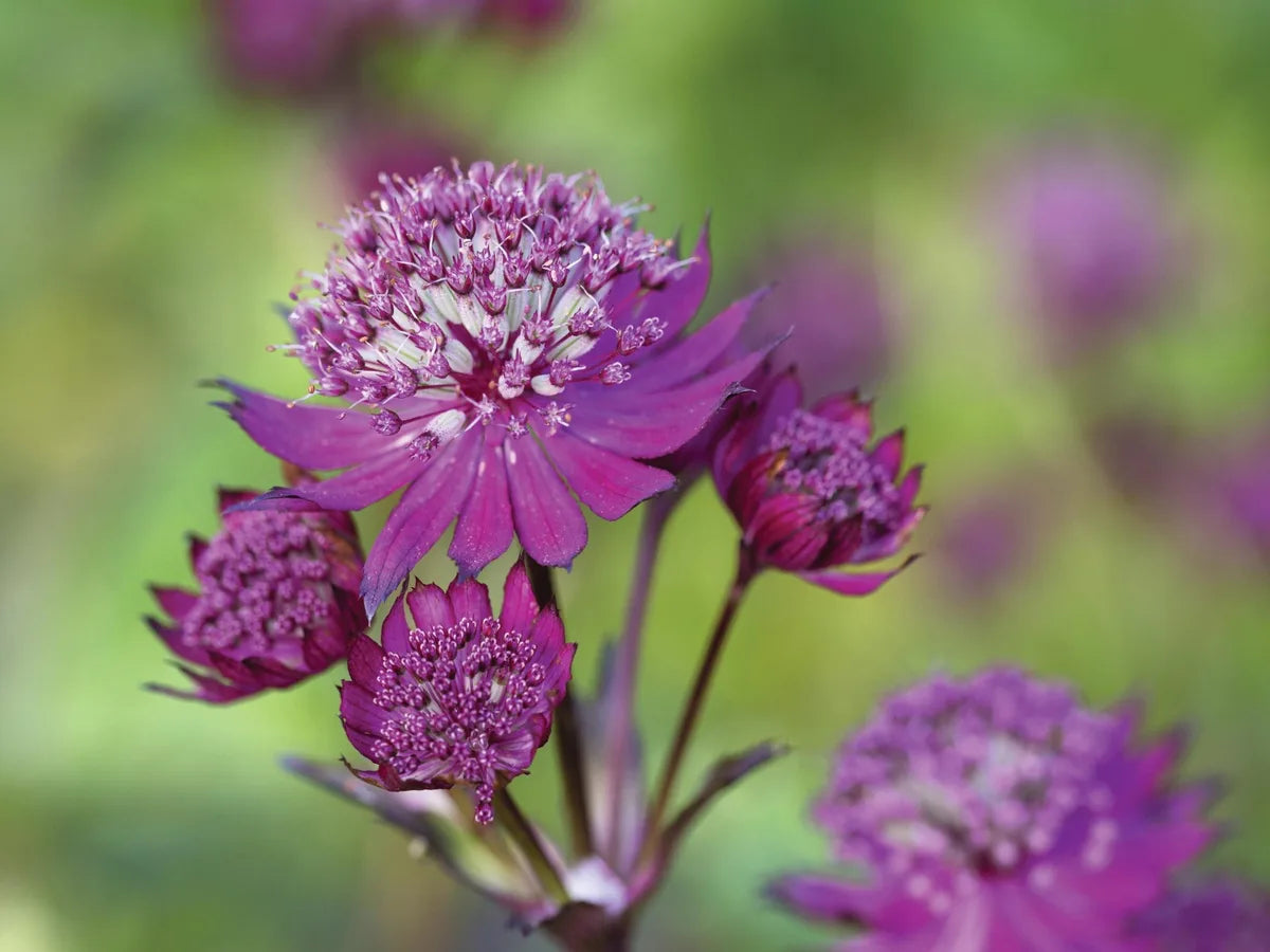 Lila Astrantia Blumensamen zur Aussaat Halbschatten verträglich Traditionssorte & ohne Gentechnik Samen Hausgarten