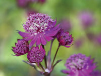 Lila Astrantia Blumensamen zur Aussaat Halbschatten verträglich Traditionssorte & ohne Gentechnik Samen Hausgarten