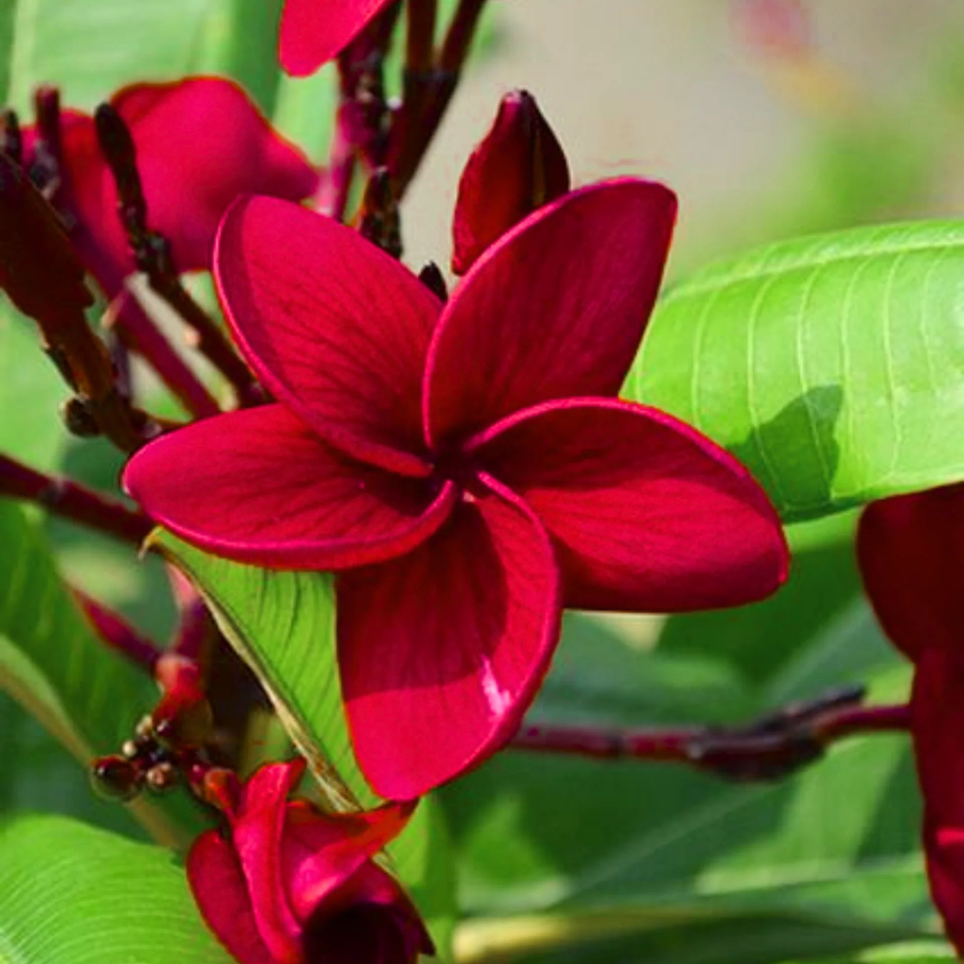 Rot Frangipani Blumensamen zur Aussaat – ideal Rabatten – Traditionssorte & ohne Gentechnik Samen Hausgarten