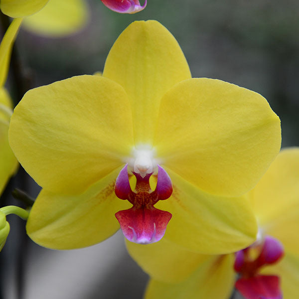 Gelb rosa phalaenopsis orchid blume samen for anpflanzung shade tolerant heirloom & gmo free samen for home garten 
 
 sale samen for home garten anpflanzung