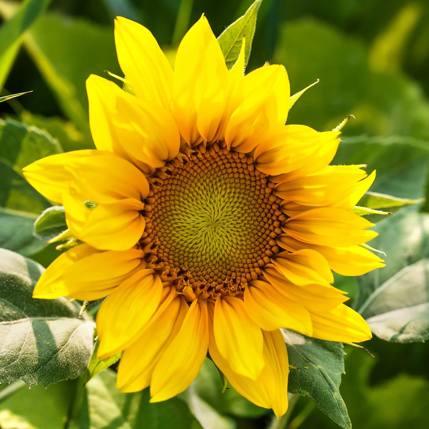 Gelb Hybrid Sonnenblume Samen – ideal zur Aussaat