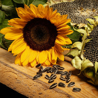 Sonnenblume Helianthus annuus Samen zur Aussaat Garten