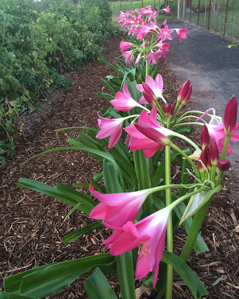 Soft Rosa Flamingoblume Blumensamen zur Aussaat Wildblume Mischung Traditionssorte & ohne Gentechnik Samen Hausgarten