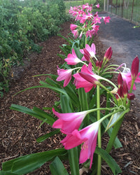 Soft Rosa Flamingoblume Blumensamen zur Aussaat Wildblume Mischung Traditionssorte & ohne Gentechnik Samen Hausgarten