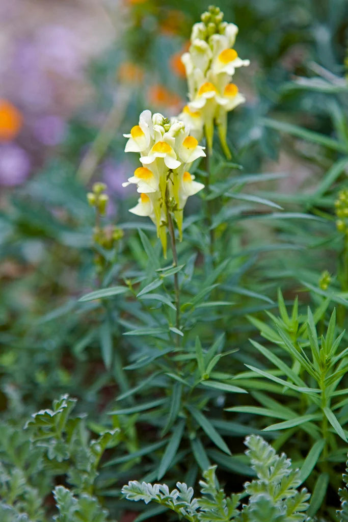Toadflax Blumensamen zur Aussaat Halbschatten verträglich Traditionssorte & ohne Gentechnik Samen Hausgarten