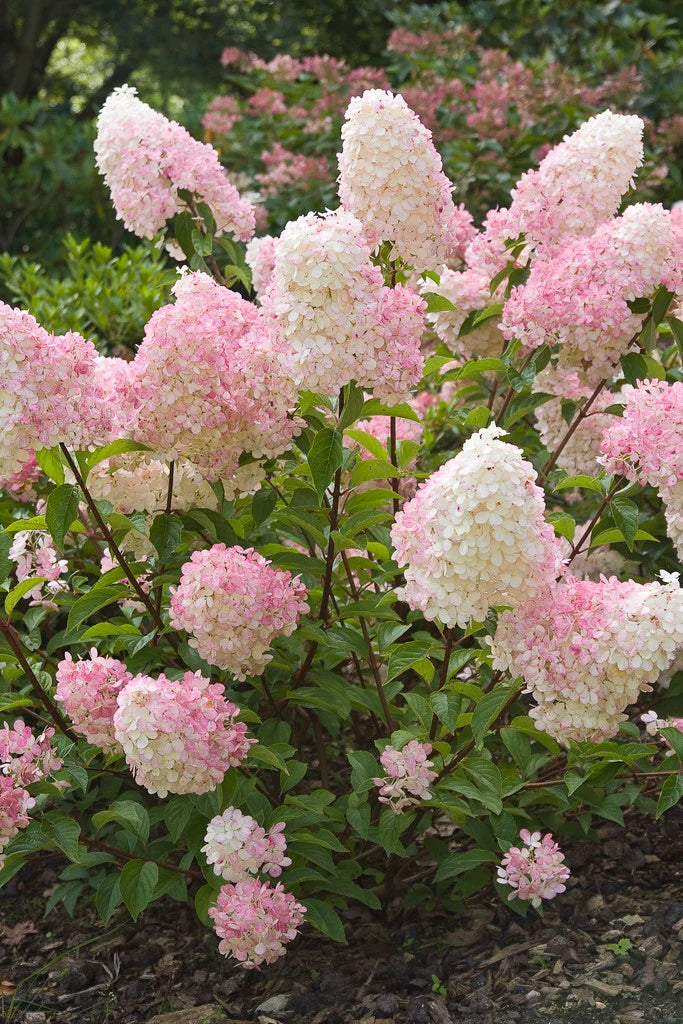 Lila Vanilla Fraise Blumensamen zur Aussaat – duftend Blüten – Traditionssorte & ohne Gentechnik Samen Hausgarten