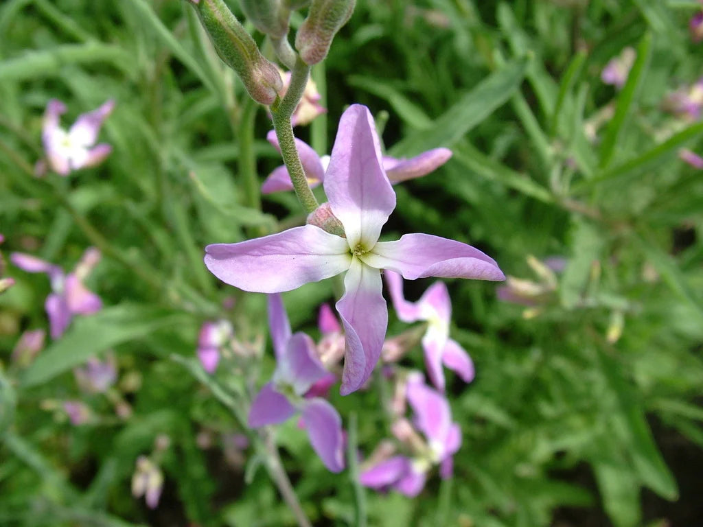 Night Scented Stock Samen Blumensamen zur Aussaat – Bestäuber freundlich – Traditionssorte & ohne Gentechnik Samen Hausgarten