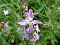 Night Scented Stock Samen Blumensamen zur Aussaat – Bestäuber freundlich – Traditionssorte & ohne Gentechnik Samen Hausgarten