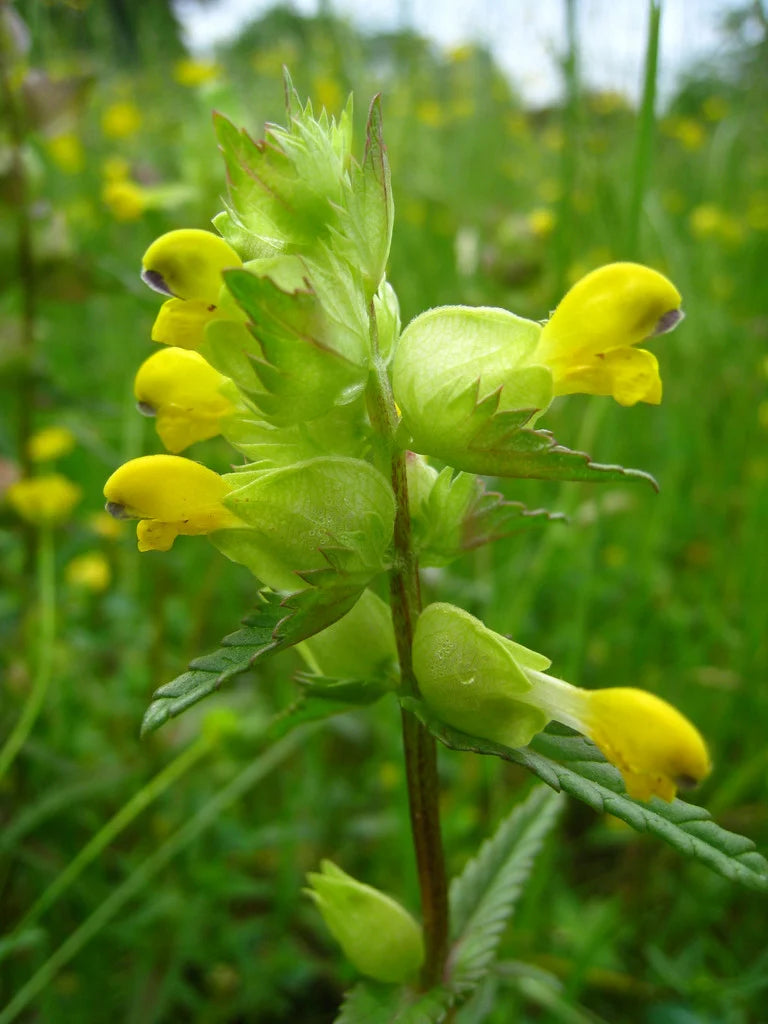 Gelb Rattle Blumensamen zur Aussaat