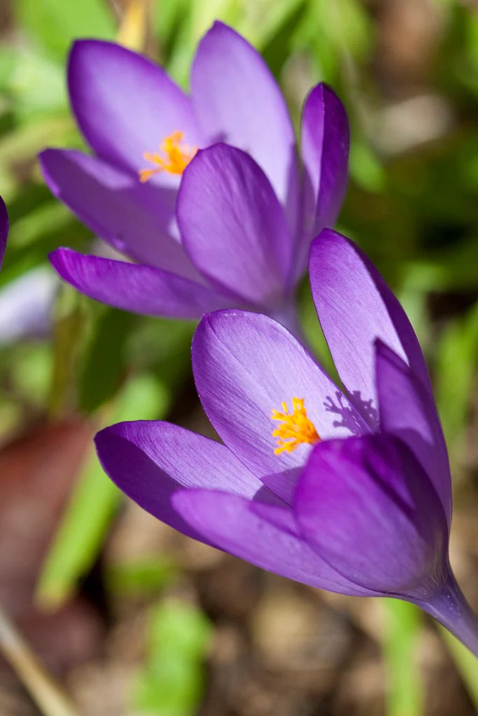 Herbst Crocus Blumensamen zur Aussaat Garten beliebt Traditionssorte & ohne Gentechnik Samen Hausgarten