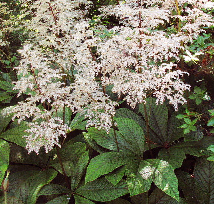 Rodgersia Blumensamen zur Aussaat Wildblume Mischung Traditionssorte & ohne Gentechnik Samen Hausgarten