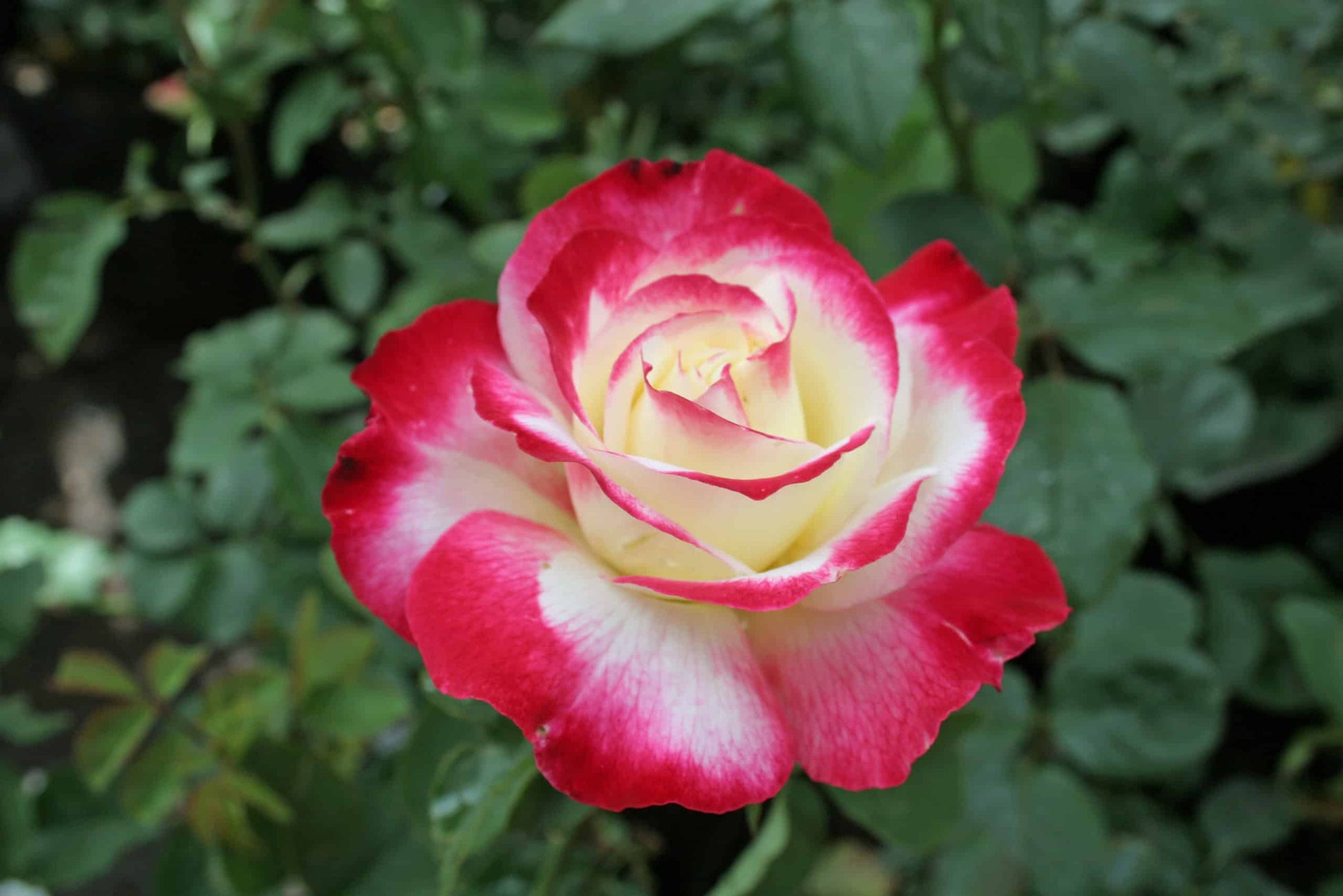 gefüllt Delight Hybrid Tea Rose Blumensamen zur Aussaat Garten beliebt Traditionssorte & ohne Gentechnik Samen Hausgarten