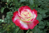 gefüllt Delight Hybrid Tea Rose Blumensamen zur Aussaat Garten beliebt Traditionssorte & ohne Gentechnik Samen Hausgarten