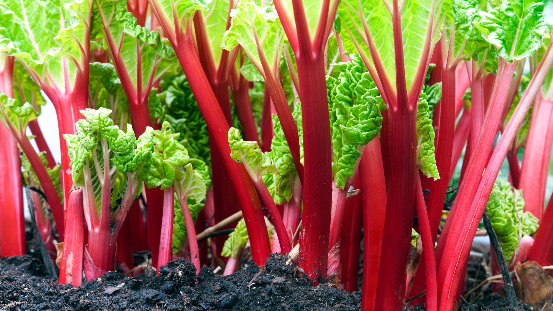 Ruibarbo Plant Samen for Gardening and Planting: Grow Your Own Delicious Rhubarb!