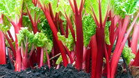 Ruibarbo Plant Samen for Gardening and Planting: Grow Your Own Delicious Rhubarb!