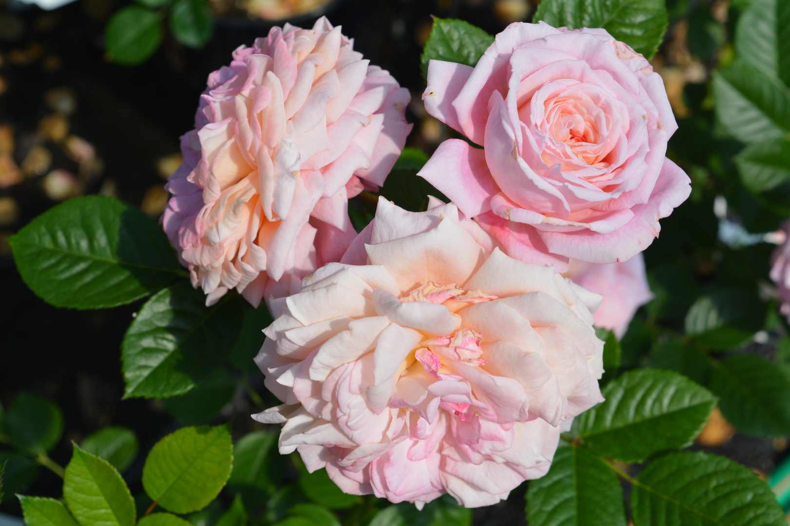 Rosa kletternd Roses Blumensamen zur Aussaat – Anzucht – Traditionssorte & ohne Gentechnik Samen Hausgarten