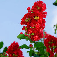 Lagerstroemia Blumensamen zur Aussaat hochwertige Qualitäts- Traditionssorte & ohne Gentechnik Samen Hausgarten