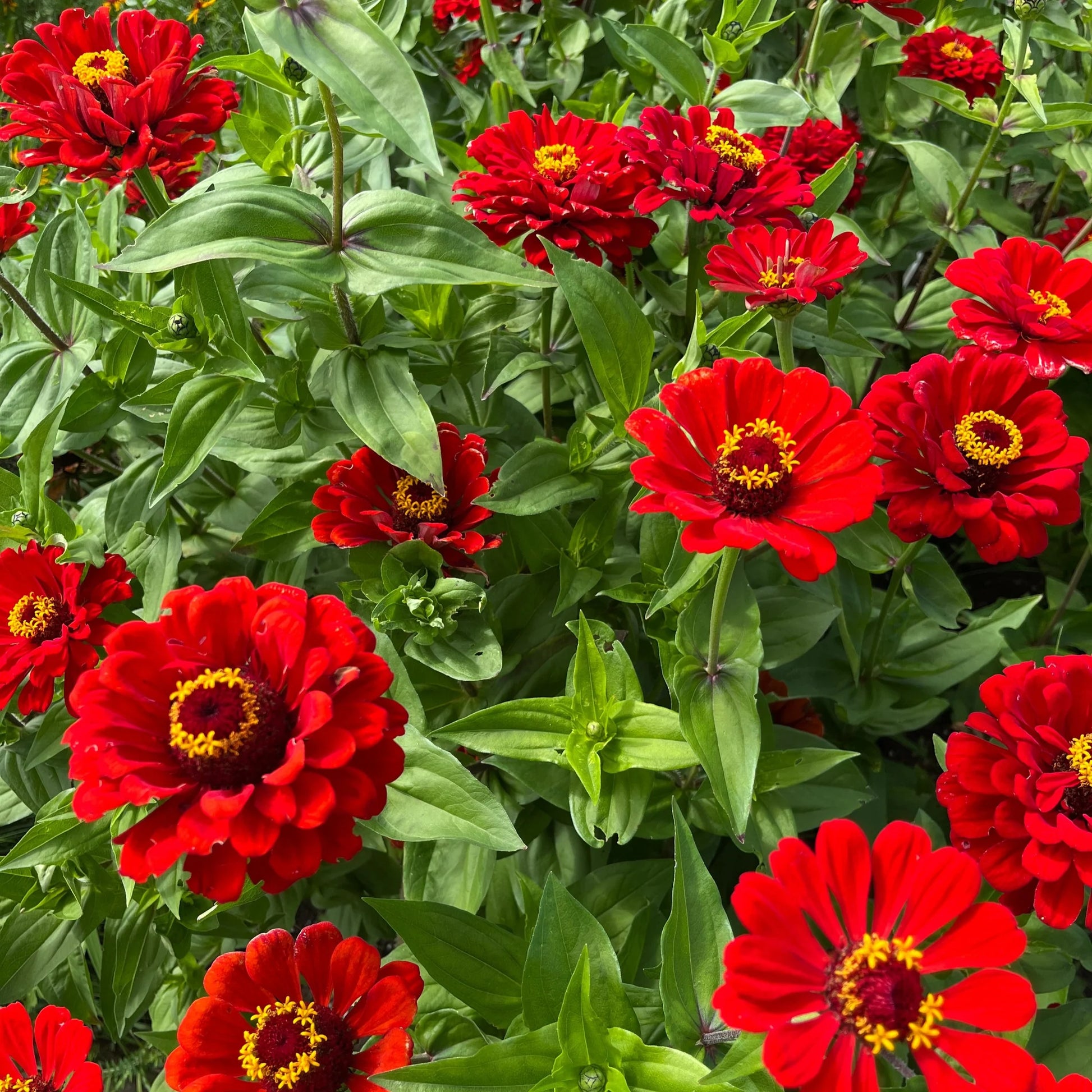 Rot Zinnie Blumensamen zur Aussaat leuchtend Blüten Traditionssorte & ohne Gentechnik Samen Hausgarten