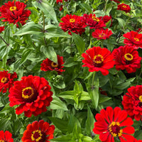 Rot Zinnie Blumensamen zur Aussaat leuchtend Blüten Traditionssorte & ohne Gentechnik Samen Hausgarten