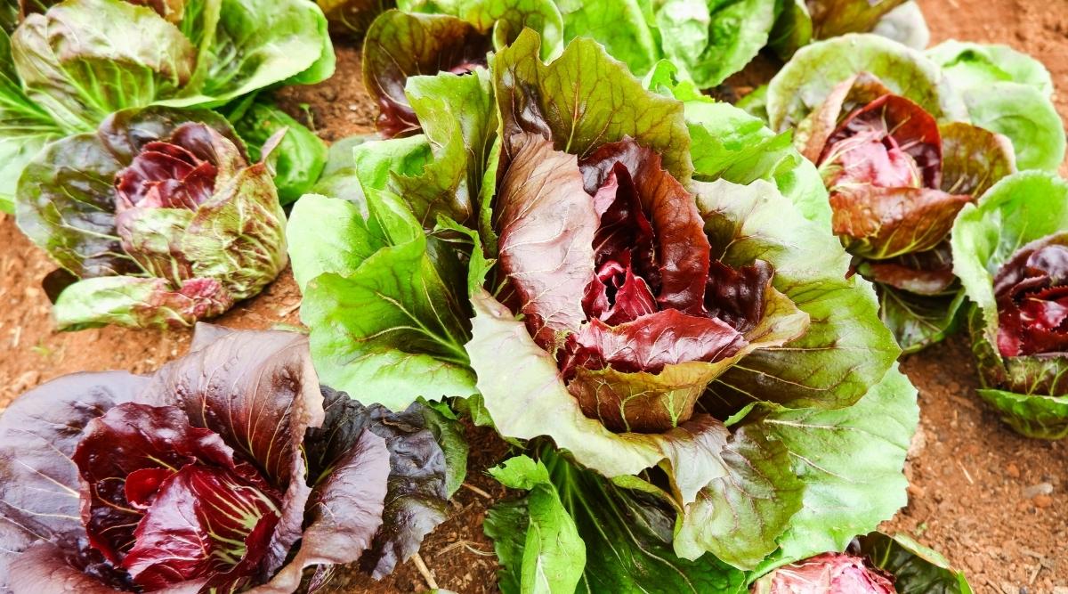 Burgundy Radicchio Planting Samen - Grow Your Own