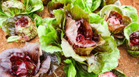 Burgundy Radicchio Planting Samen - Grow Your Own