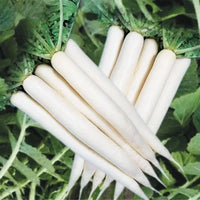 Radish Samen zum Pflanzen - Gemüsesamen