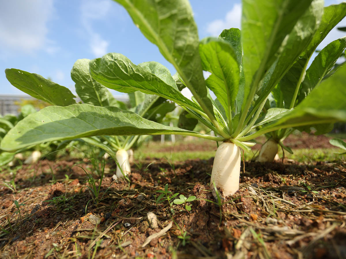 Weiß Radish Samen for Gemüse Planting