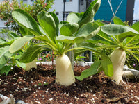 Weiß Radish Samen for Gemüse Planting