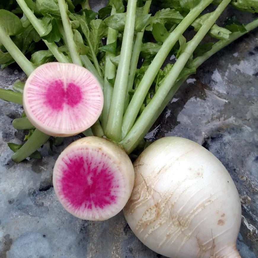 Watermelon Radish Gemüse Samen zum Pflanzen