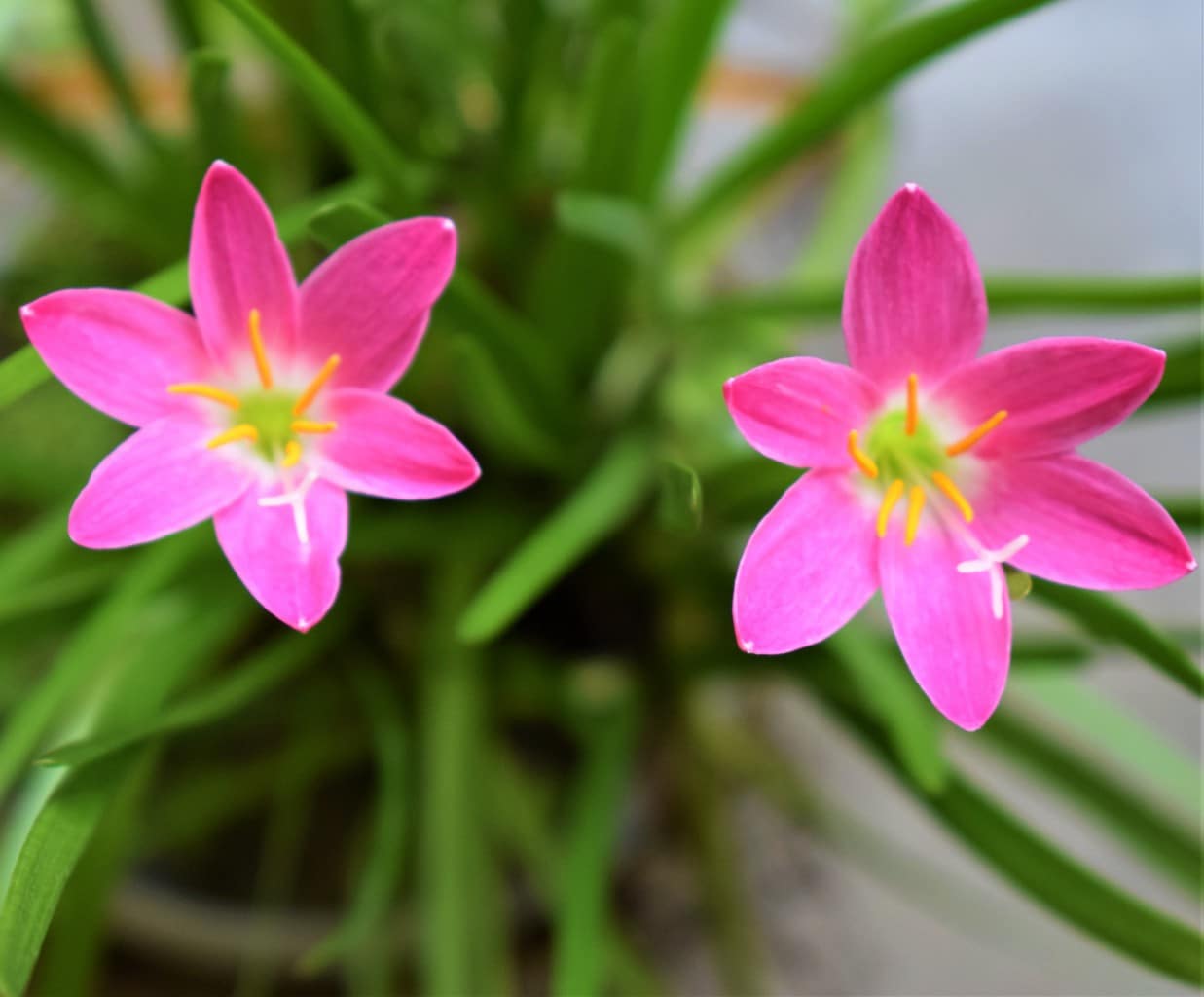 Zephyranthes Blume Aussaat Samen – ideal leuchtend Garten Blüten und Care