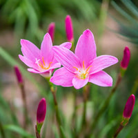 Zephyranthes Blumensamen zur Aussaat – Schnitt Blume beliebt – Traditionssorte & ohne Gentechnik Samen Hausgarten