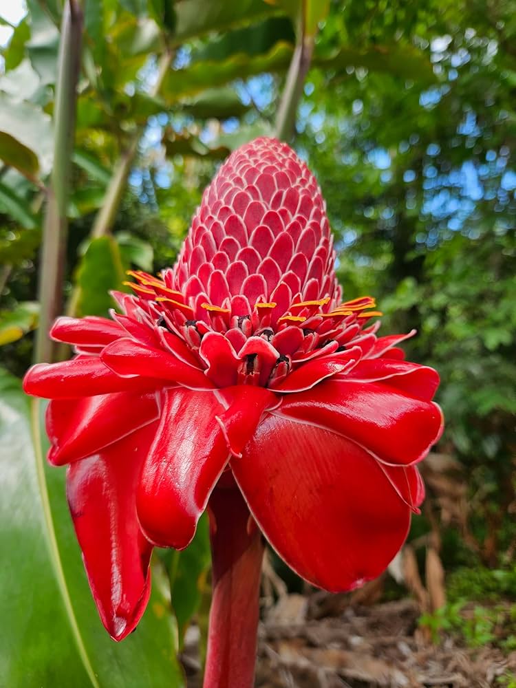 Ornamental rainbow torch ginger pflanze for gardens