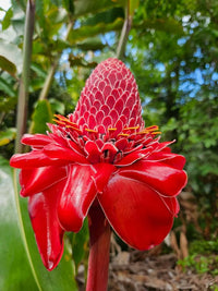 Ornamental rainbow torch ginger pflanze for gardens