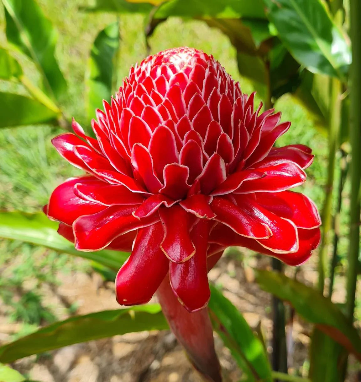 Rainbow torch ginger anpflanzung samen