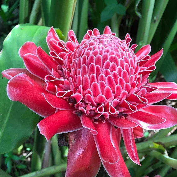 Rainbow torch ginger in tropical garten