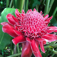 Rainbow torch ginger in tropical garten