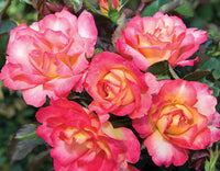 Sorbet Roses Floribunda Blumensamen zur Aussaat Bestäuber freundlich Traditionssorte & ohne Gentechnik Samen Hausgarten