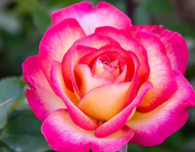 Sorbet (sorbet roses) samen for anpflanzung in home garten