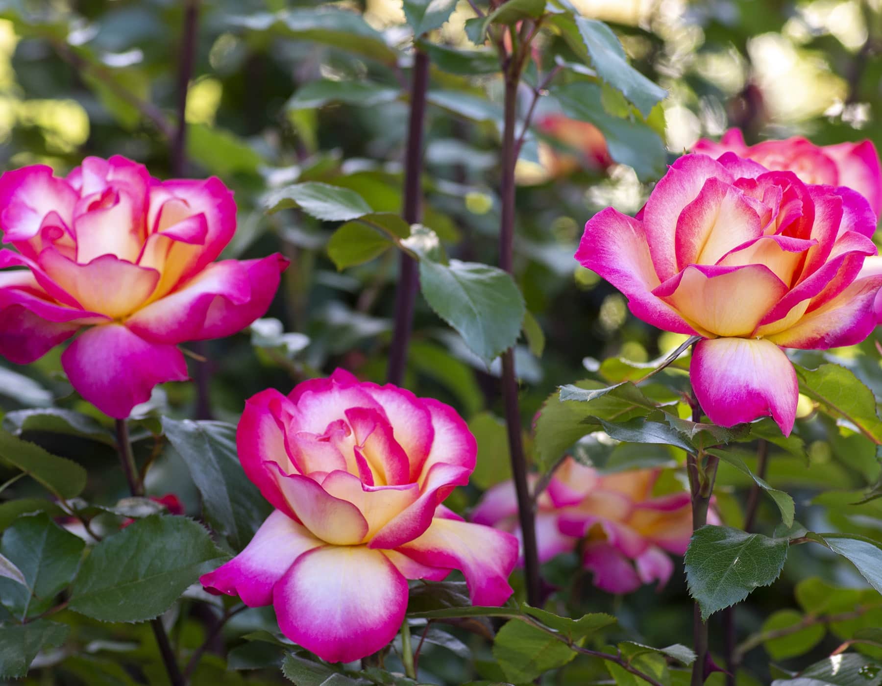 Sorbet Roses Blume Samen zur Aussaat Floribunda