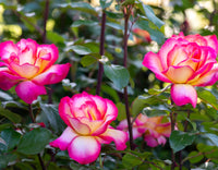 Sorbet Roses Blume Samen zur Aussaat Floribunda