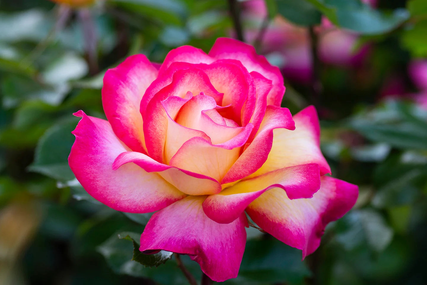 Sorbet Roses Floribunda Blumensamen zur Aussaat Bestäuber freundlich Traditionssorte & ohne Gentechnik Samen Hausgarten