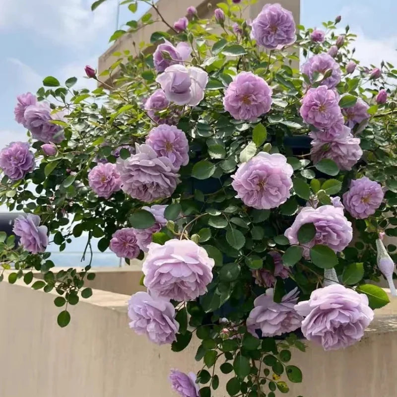 Rainy Blau Rose Blumensamen zur Aussaat – Garten beliebt – Traditionssorte & ohne Gentechnik Samen Hausgarten