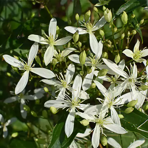Weiß Waldrebe Blumensamen zur Aussaat – kompakt Wuchs – Traditionssorte & ohne Gentechnik Samen Hausgarten