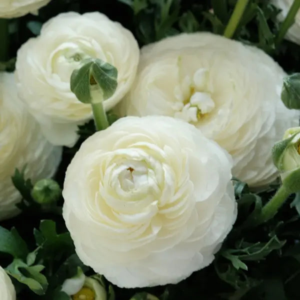 Ranunculus Asiaticus Blumensamen zur Aussaat leuchtend Traditionssorte & ohne Gentechnik Samen Hausgarten