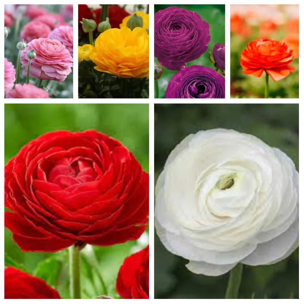Ranunculus Asiaticus Blumensamen zur Aussaat Anzucht Traditionssorte & ohne Gentechnik Samen Hausgarten