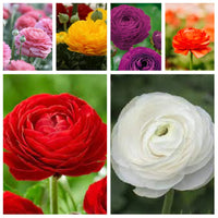 Ranunculus Asiaticus Blumensamen zur Aussaat Anzucht Traditionssorte & ohne Gentechnik Samen Hausgarten