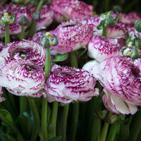 Weiß Rosa Ranunculus Blumensamen – Bestäuber freundlich Traditionssorte & ohne Gentechnik Hausgarten