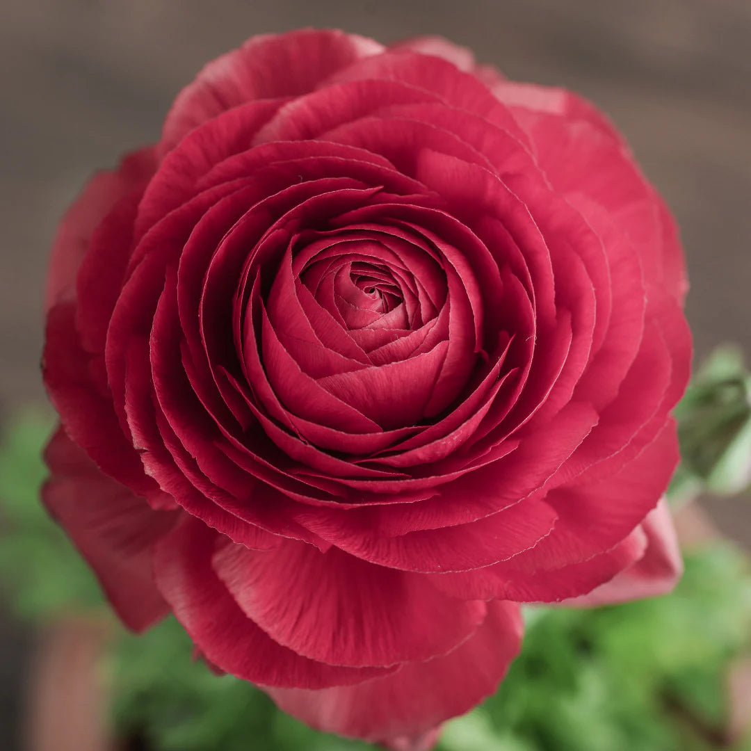 dunkel Rosa Ranunculus Blumensamen zur Aussaat ideal Rabatten Traditionssorte & ohne Gentechnik Samen Hausgarten